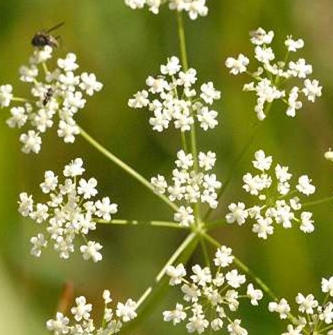 Burnet Saxifrage Plants (Pimpinella saxifraga)